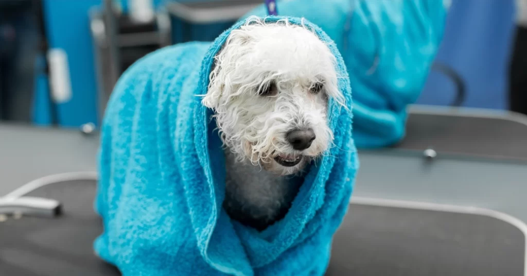 Banhos para Pets no Inverno