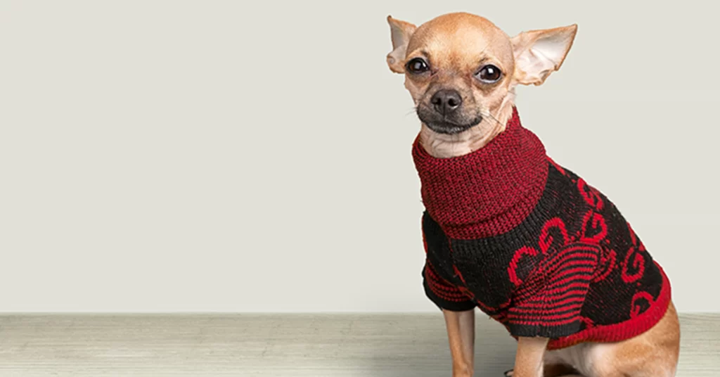 roupinhas para pets usarem no inverno