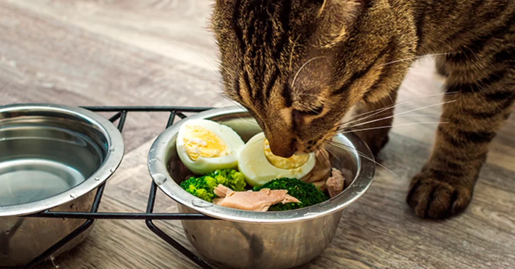 alimentos naturais para pets