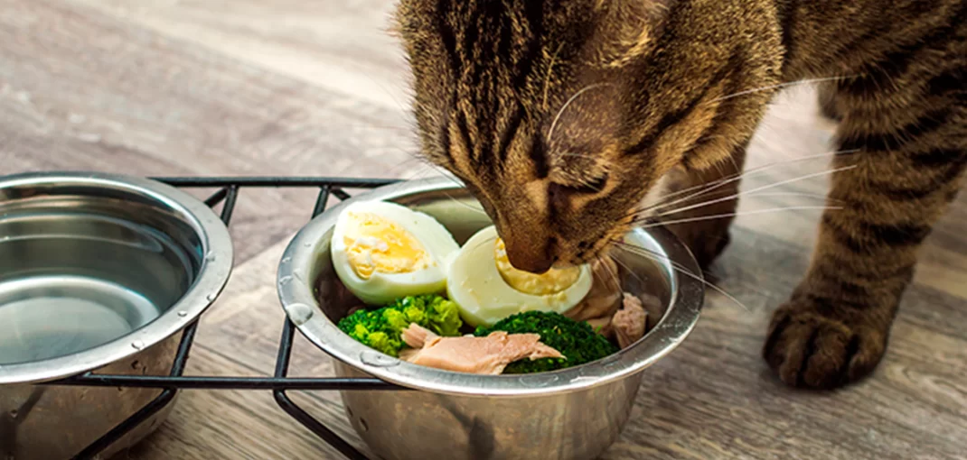 alimentos naturais para pets