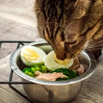 alimentos naturais para pets