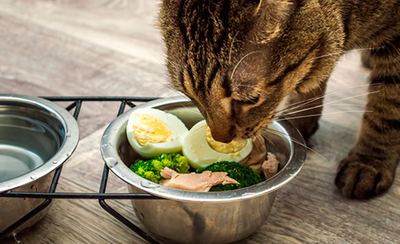 alimentos naturais para pets