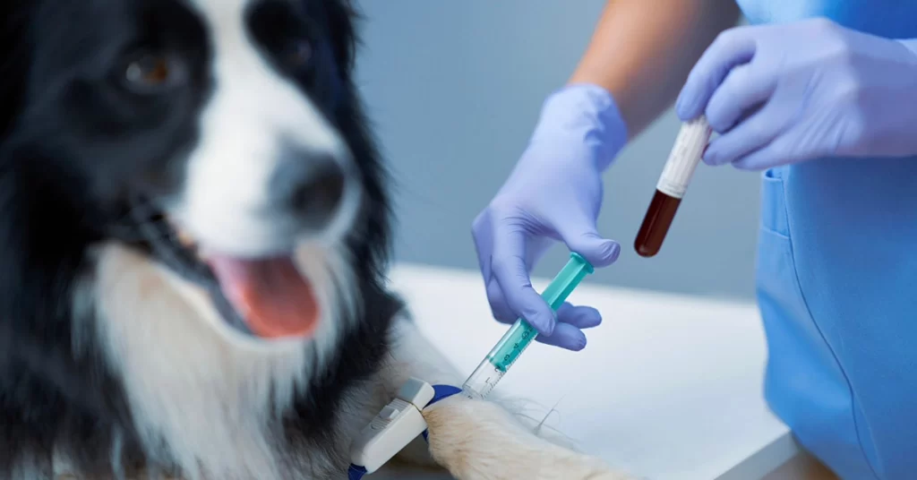 doação de sangue pet