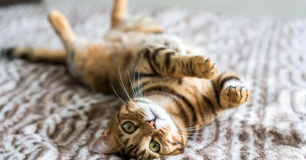 seu gato ativo e feliz