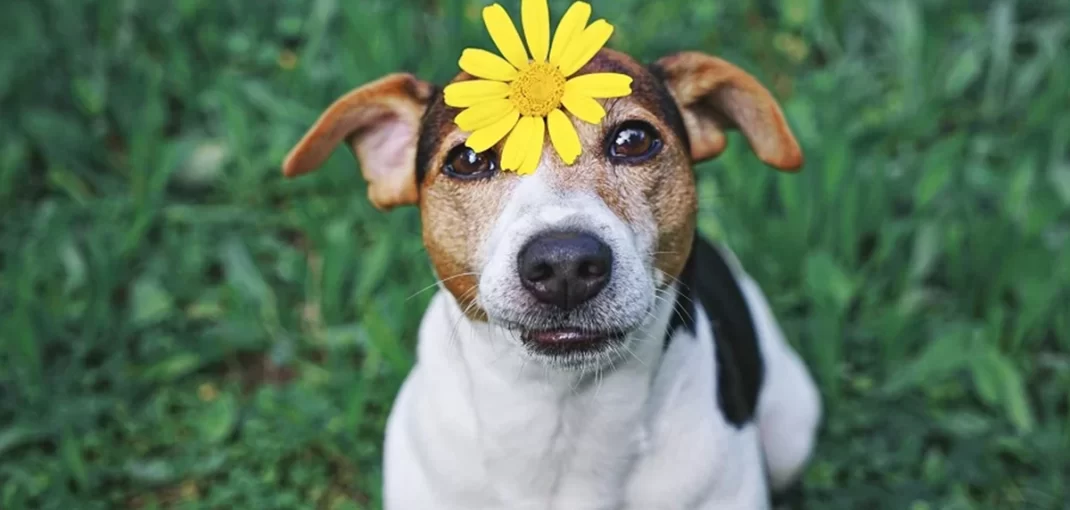 cuidados com os pets durante a primavera