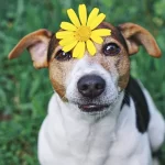 cuidados com os pets durante a primavera