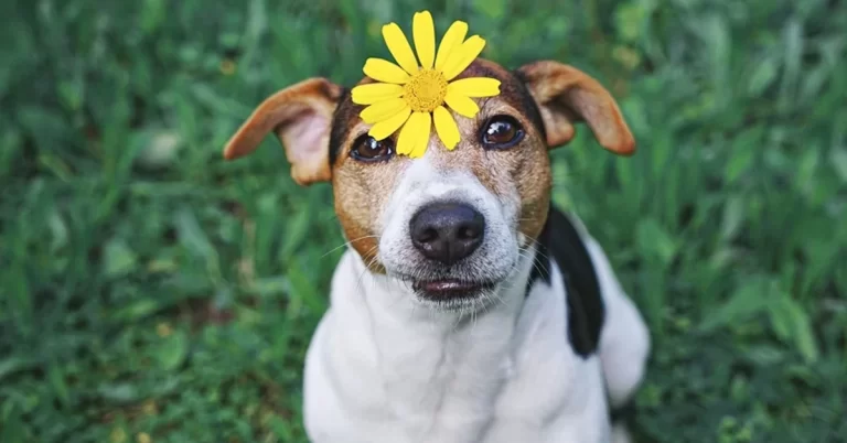 cuidados com os pets durante a primavera