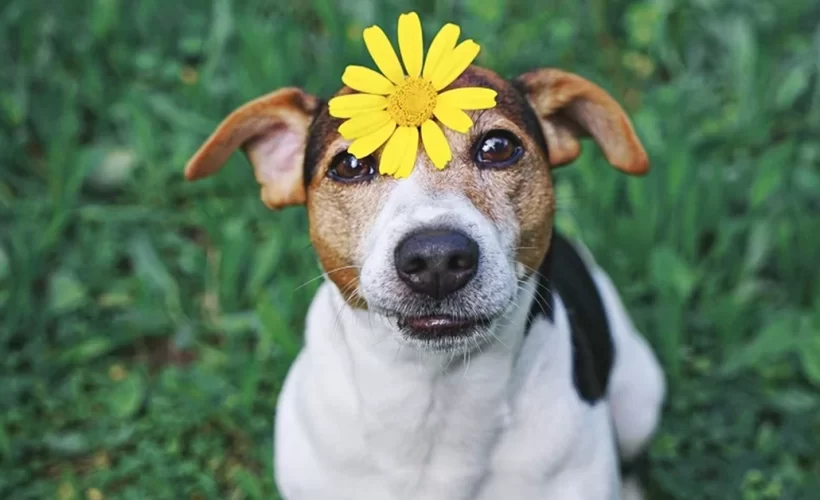 cuidados com os pets durante a primavera