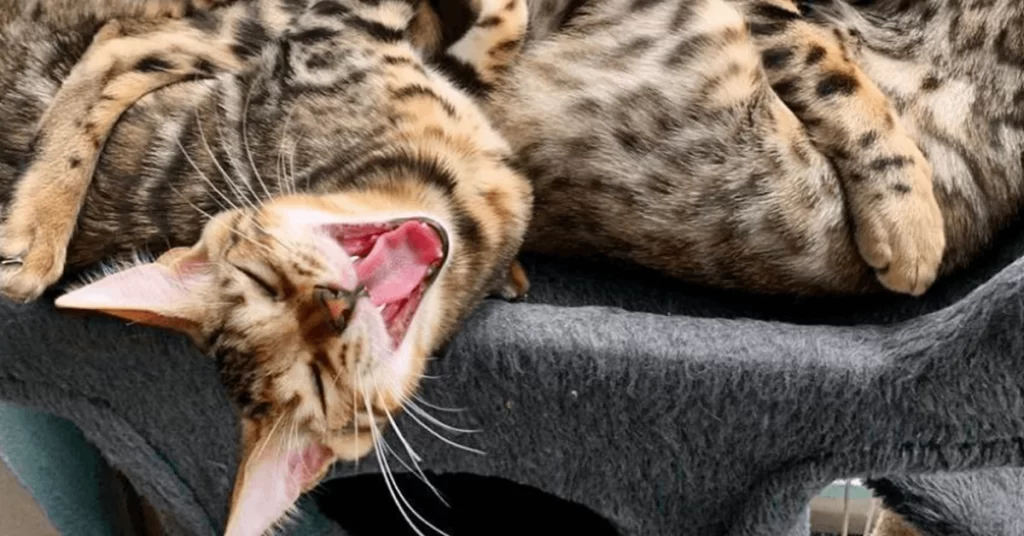 Comportamento dos Gatos