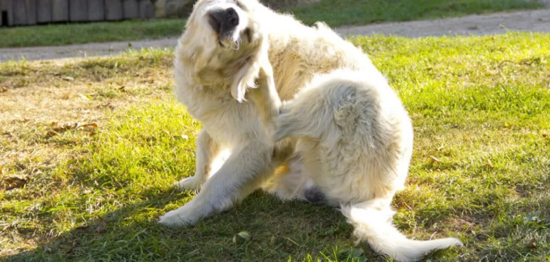 protegendo seu pet de parasitas