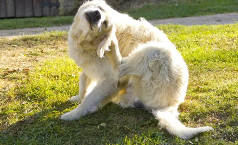 protegendo seu pet de parasitas