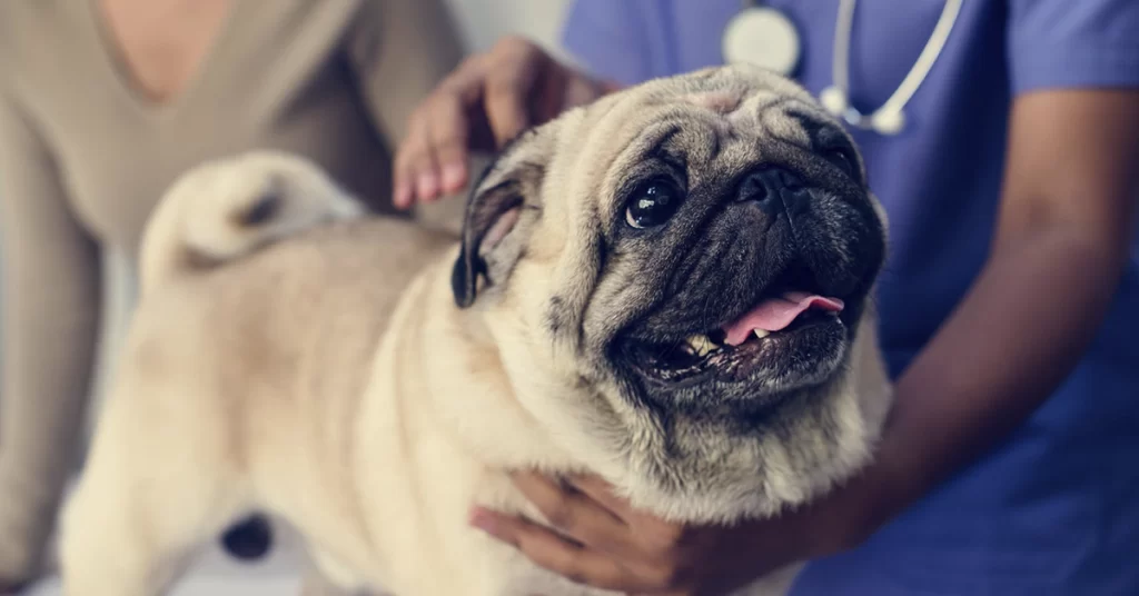 Quando Levar meu Pet ao Veterinário