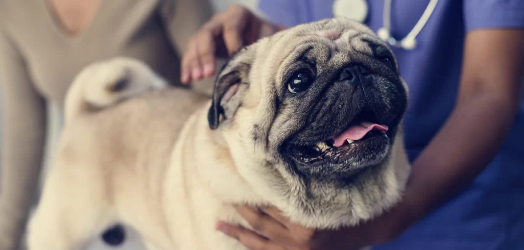 Quando Levar meu Pet ao Veterinário