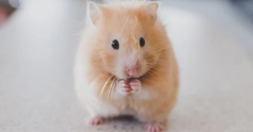 como alimentar filhotes de roedores