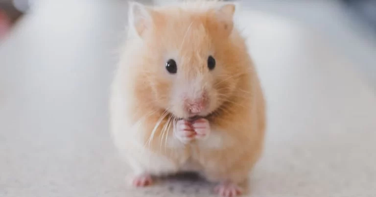 como alimentar filhotes de roedores