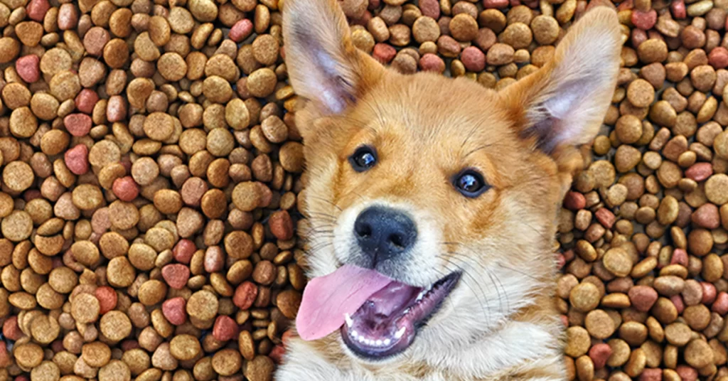 Ração para Cada Fase da Vida do Seu Cachorro