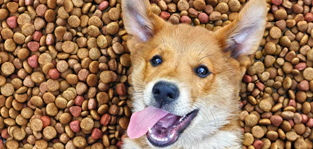 Ração para Cada Fase da Vida do Seu Cachorro