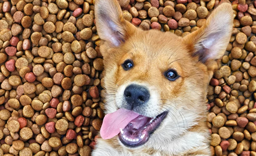 Ração para Cada Fase da Vida do Seu Cachorro