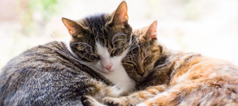 como introduzir um novo gato