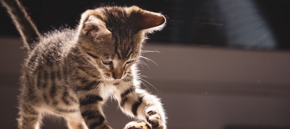 introduzir um novo gato
