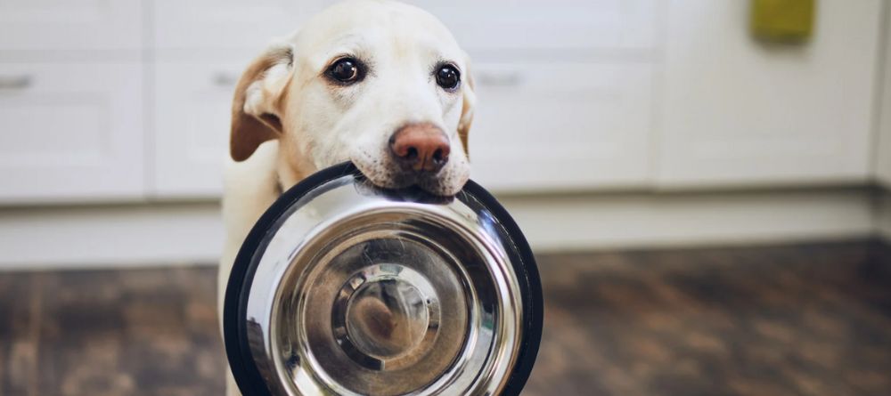 melhor ração para cães