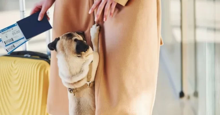 documentos necessários para viajar com pets