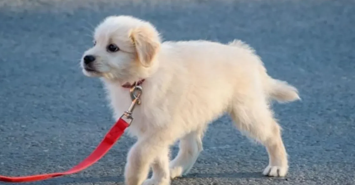 Afinal, com quantos meses o cachorro pode passear? | Blog - Consulado ...