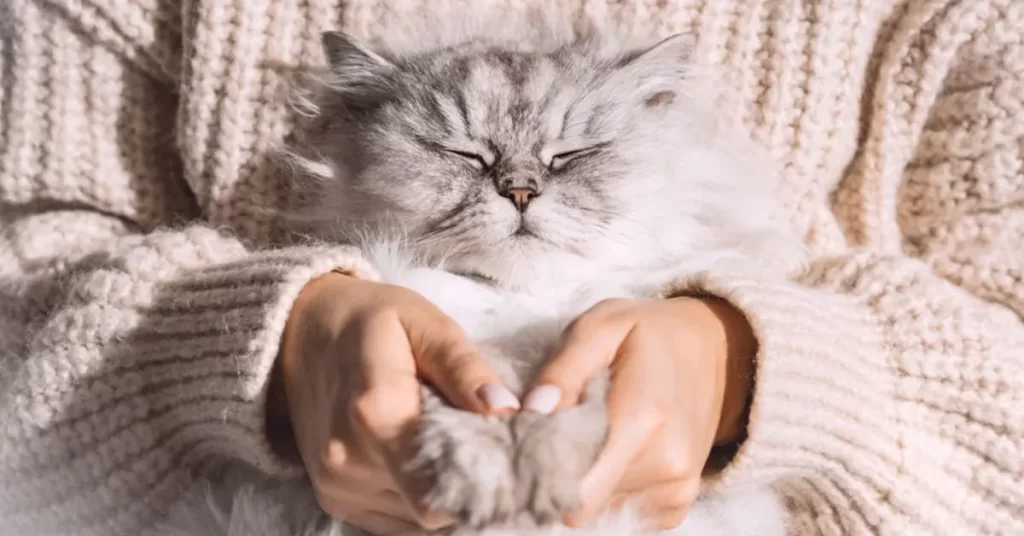 Como posso eliminar as bolas de pelo do meu gato: guia completo