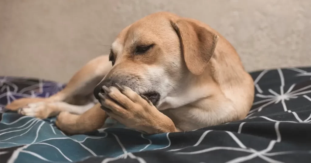 Cachorro lambendo a pata pode não ser normal. Entenda os possíveis motivos 