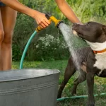 aliviar o calor dos pets