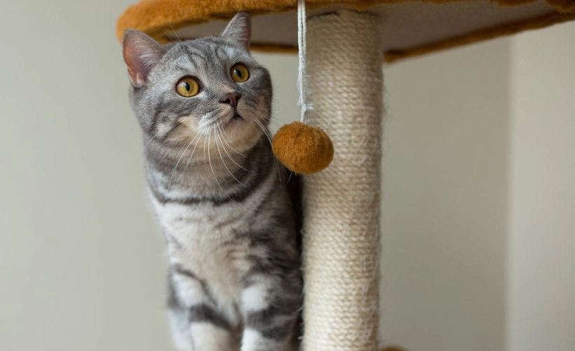 brinquedos para gatos