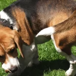 cachorro andando em círculos