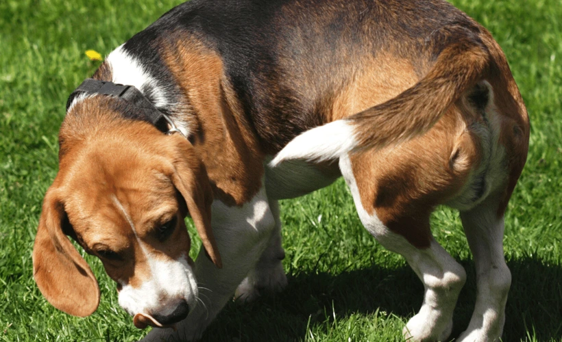 cachorro andando em círculos