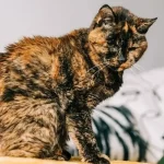 gata mais velha do mundo