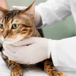 gato com medo de veterinário