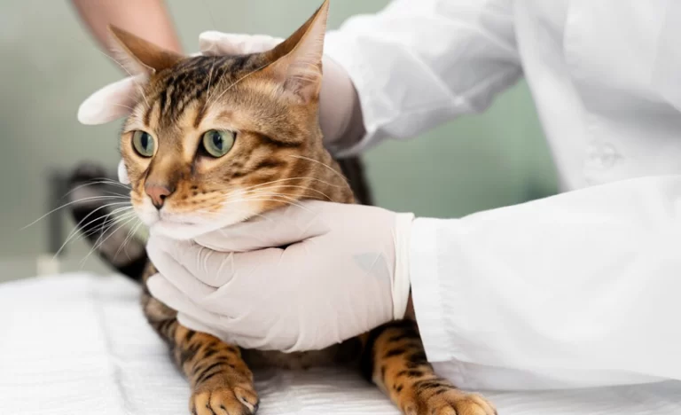 gato com medo de veterinário