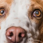 mancha branca no olho do cachorro