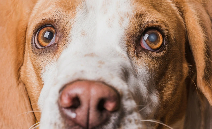 mancha branca no olho do cachorro