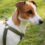 melhor tipo de coleira