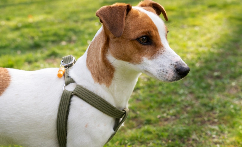 melhor tipo de coleira