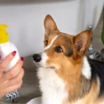 pet precisa de protetor solar