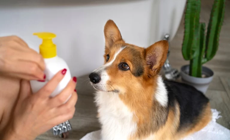 pet precisa de protetor solar