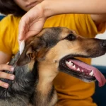 proteção contra pulgas e carrapatos