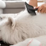 queda de pelos em cachorro no outono