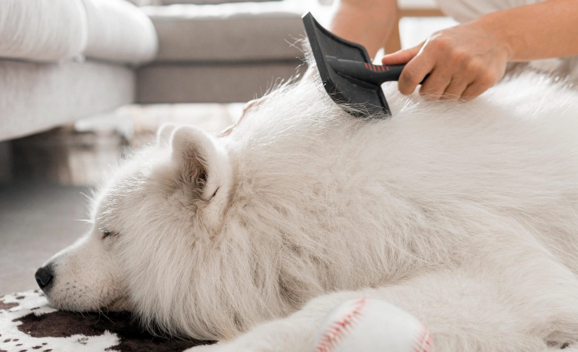 queda de pelos em cachorro no outono