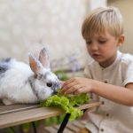 O que coelho pode comer no dia a dia e quais erros alimentares evitar