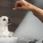 Petisco para cachorro filhote: quando oferecer e o que evitar
