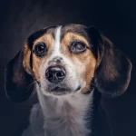 mancha branca no olho do cachorro