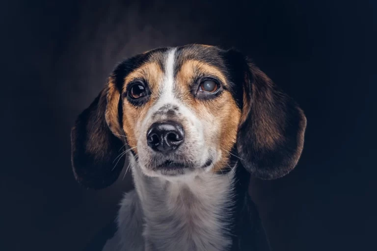 mancha branca no olho do cachorro