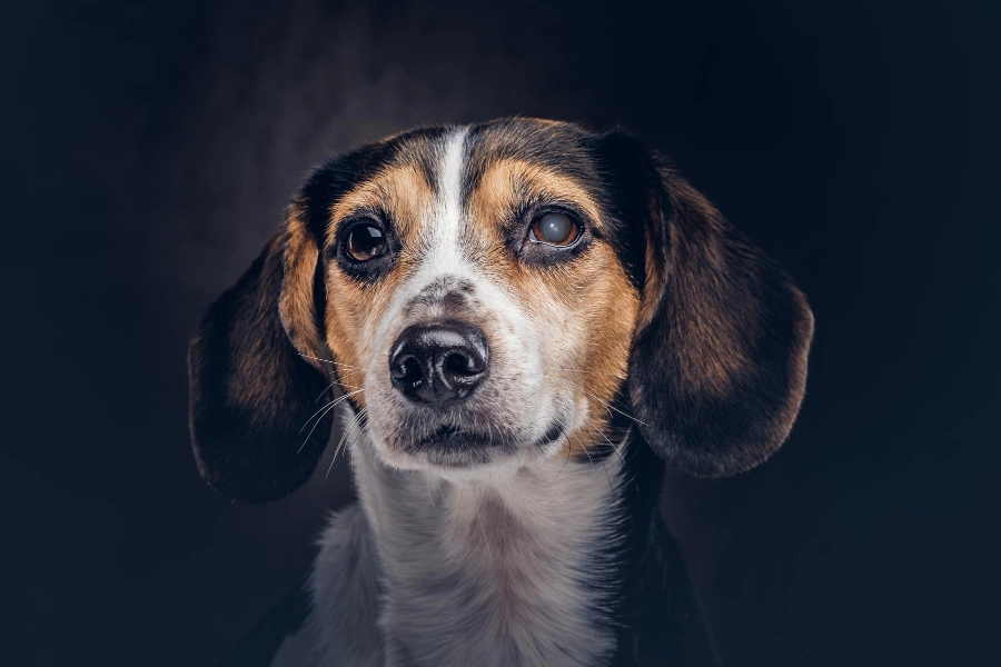 mancha branca no olho do cachorro